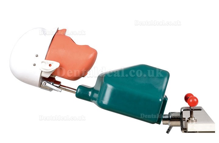 Jingle JG-C1 Dental Surgery Practice Model Head Clamp Type Simulation Phantom Head